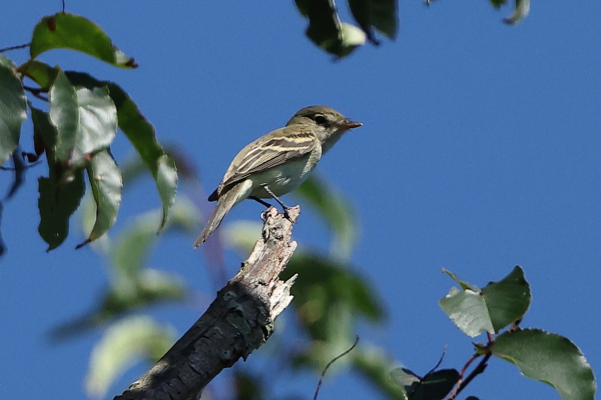 Лесной/Ивовый мухолов - ML645633819