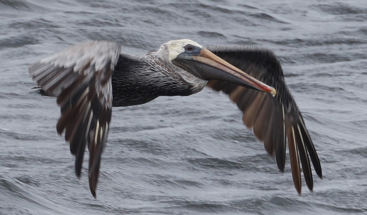 Бурый пеликан - ML645633834