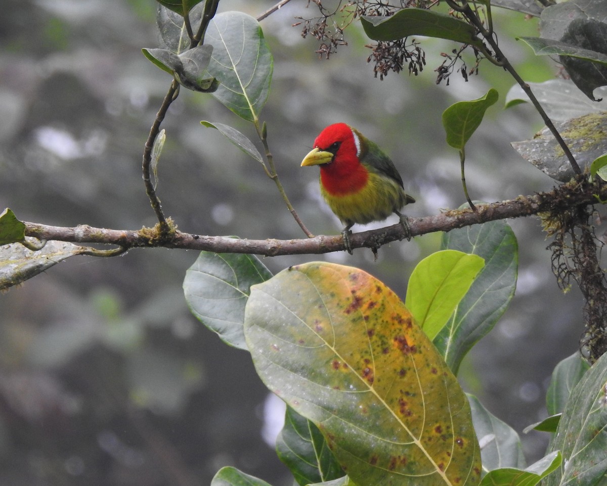 Андская бородатка - ML645633835