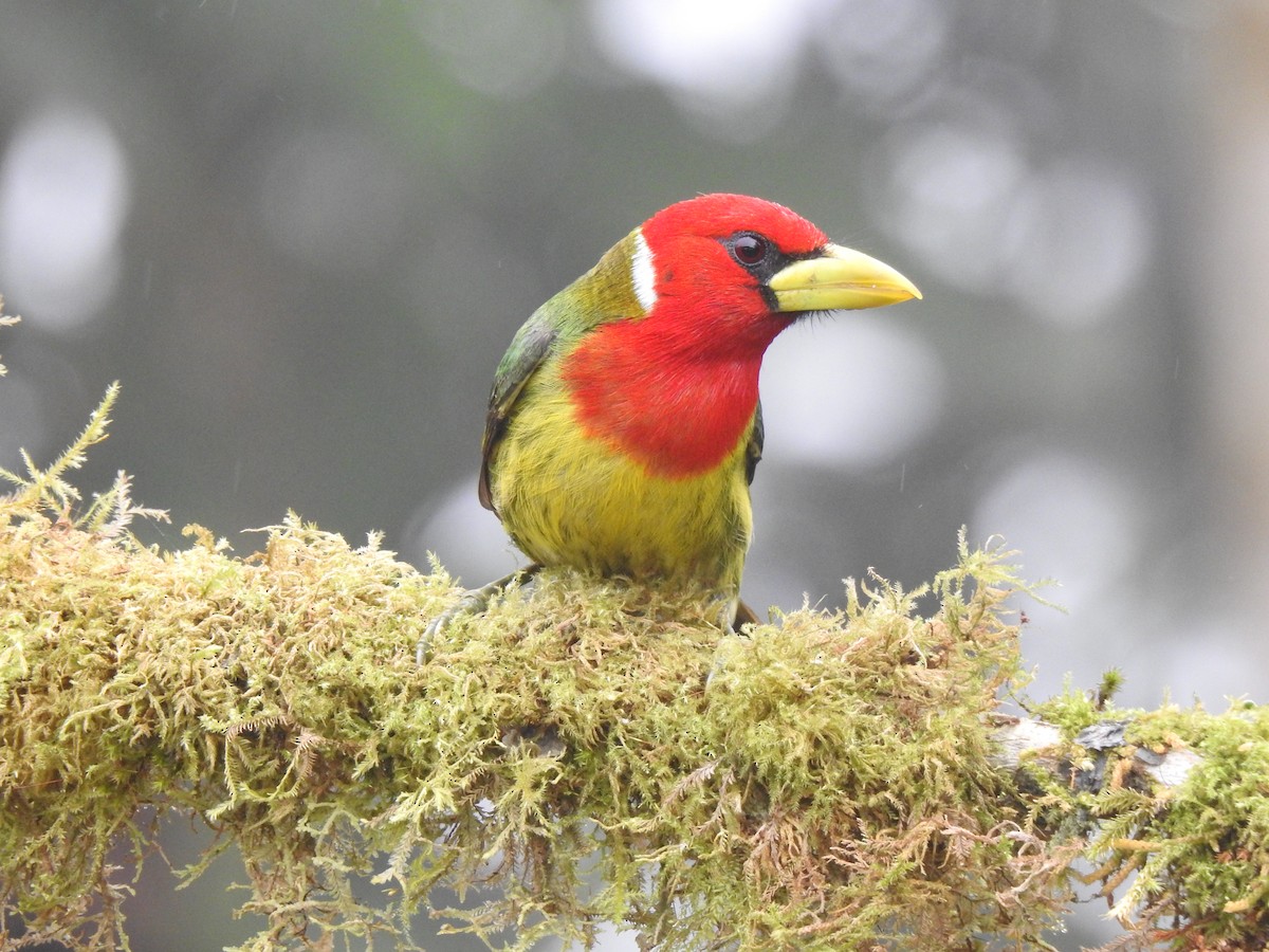 Андская бородатка - ML645633836