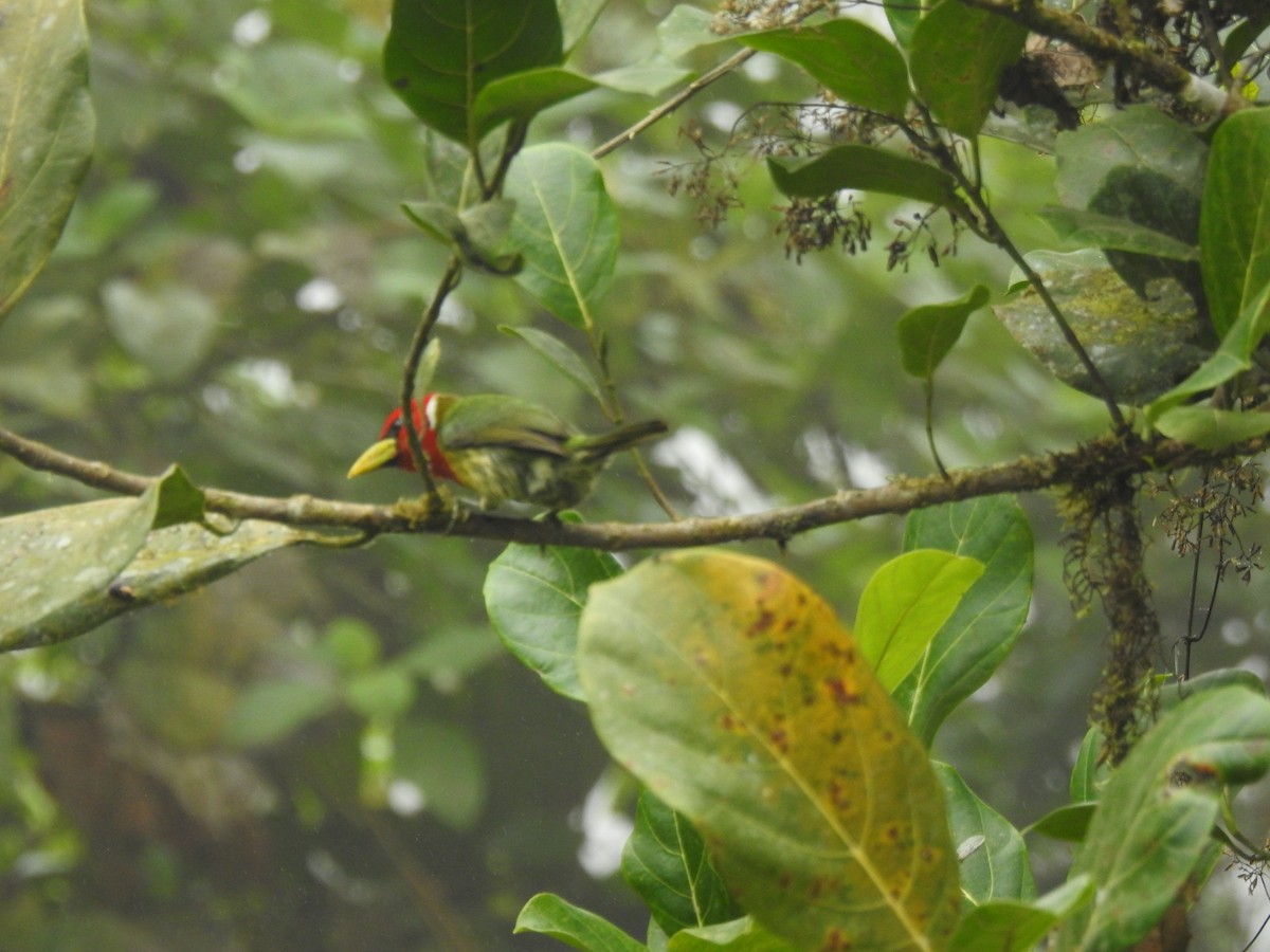 Андская бородатка - ML645633837