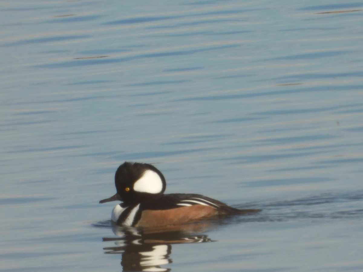 Капюшоновый крохаль - ML645633838