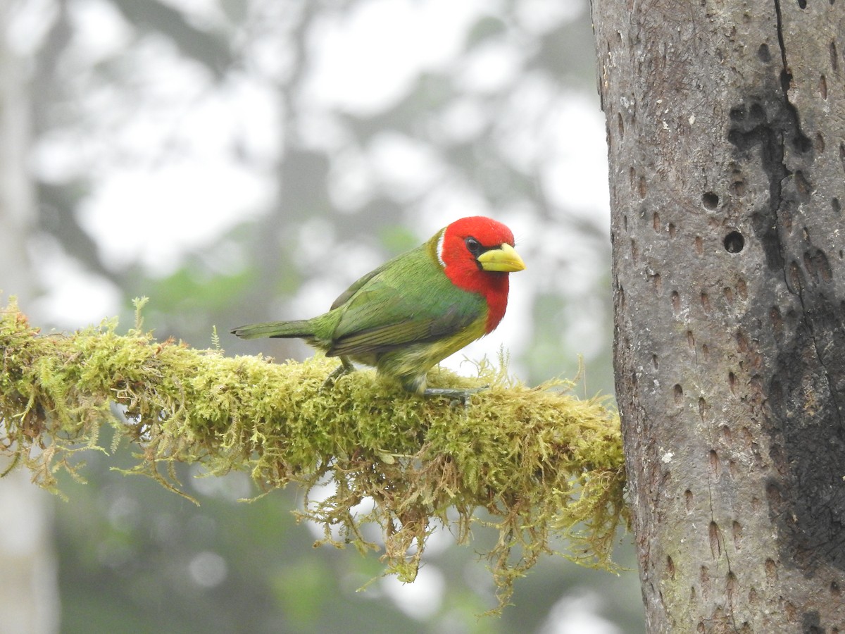 Андская бородатка - ML645633839