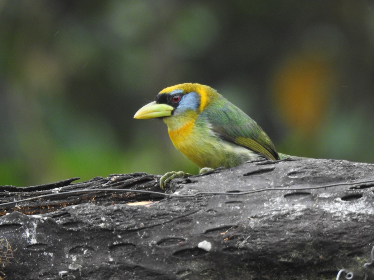 Андская бородатка - ML645633840