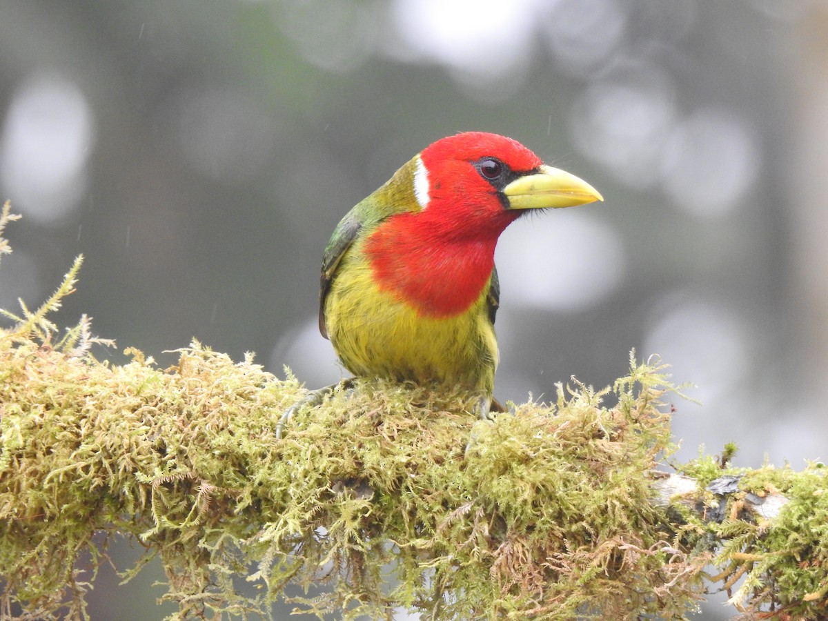 Андская бородатка - ML645633841