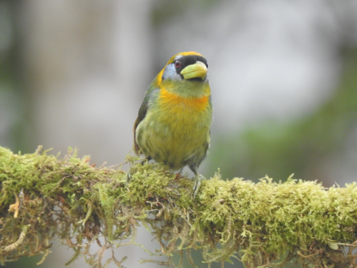 Андская бородатка - ML645633842