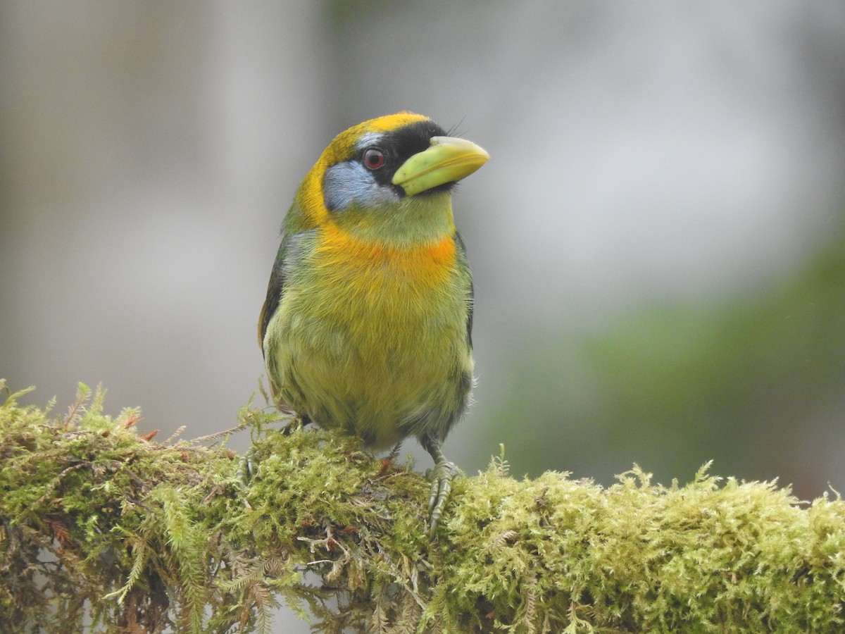 Андская бородатка - ML645633843