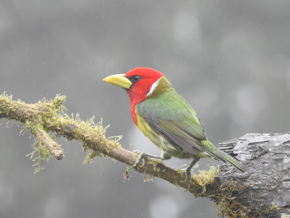 Андская бородатка - ML645633844