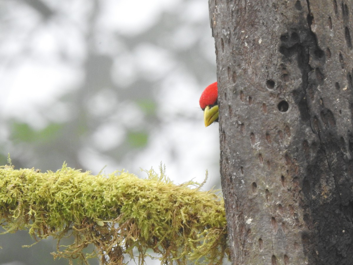 Андская бородатка - ML645633845