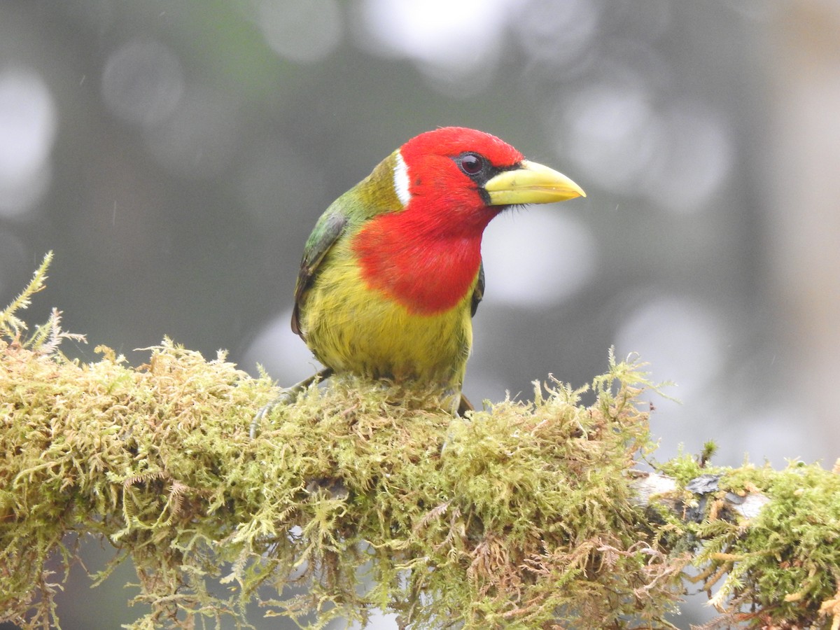 Андская бородатка - ML645633846