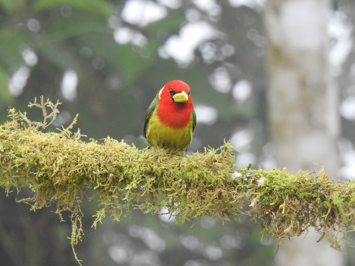 Андская бородатка - ML645633847