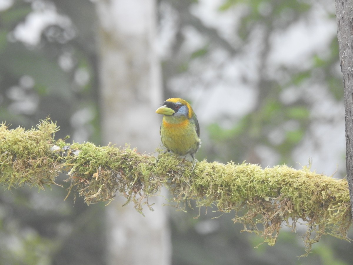 Андская бородатка - ML645633848