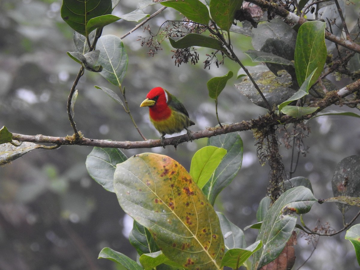 Андская бородатка - ML645633849