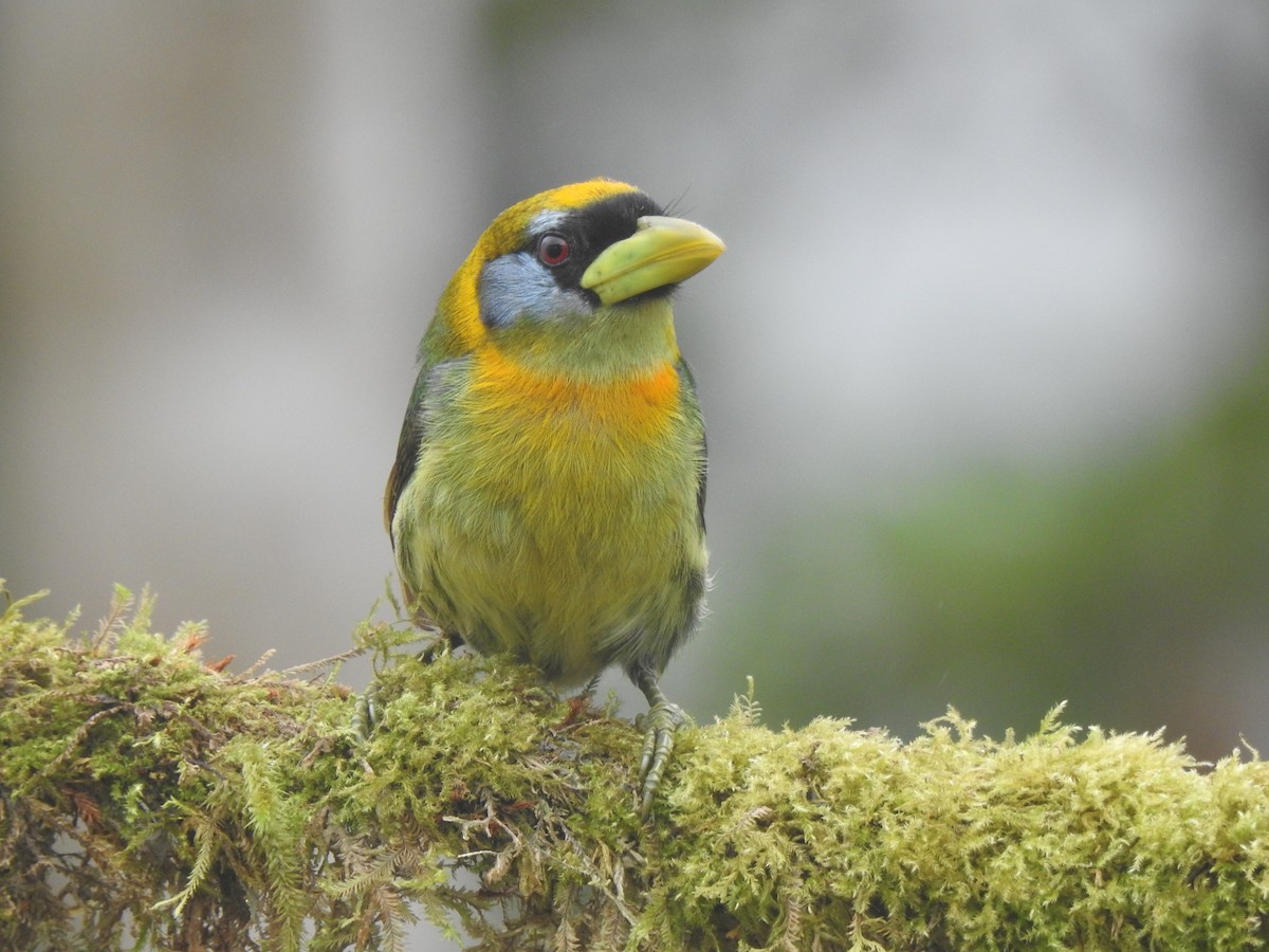 Андская бородатка - ML645633850