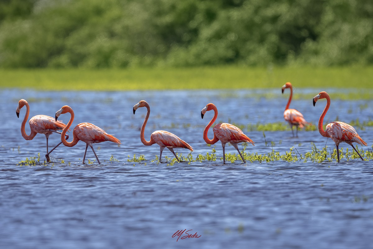 Красный фламинго - ML645633851