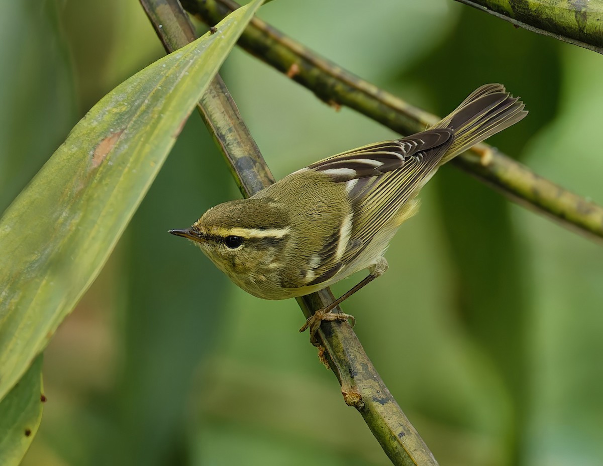 Пеночка-зарничка - ML645633853
