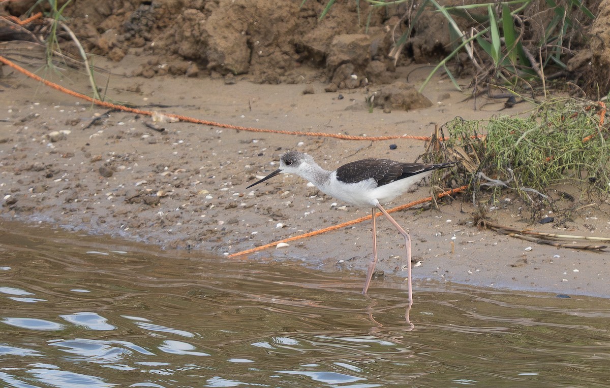 Zankaluze eurasiarra - ML645633854