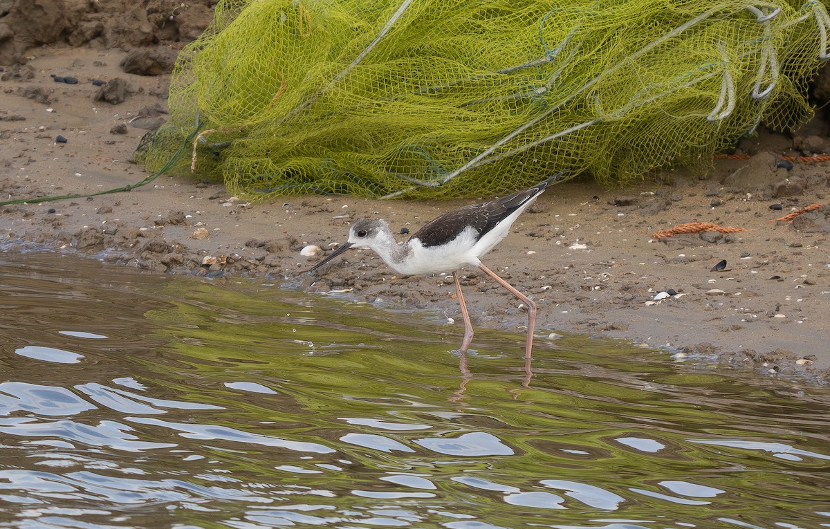 Zankaluze eurasiarra - ML645633855