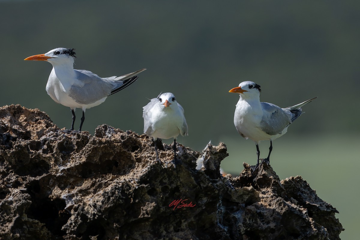 Королевская крачка - ML645633856