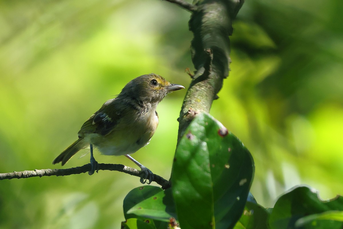 ויראו לבן-עין - ML645633864