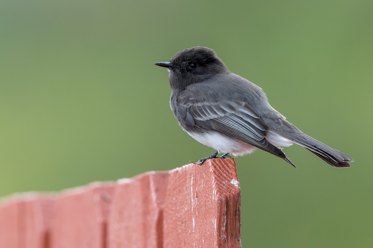 Black Phoebe - ML645633872