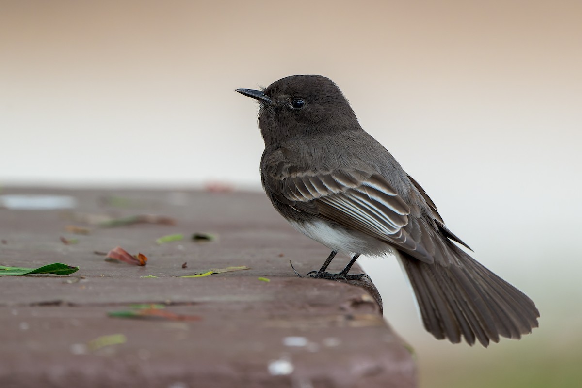 Black Phoebe - ML645633876