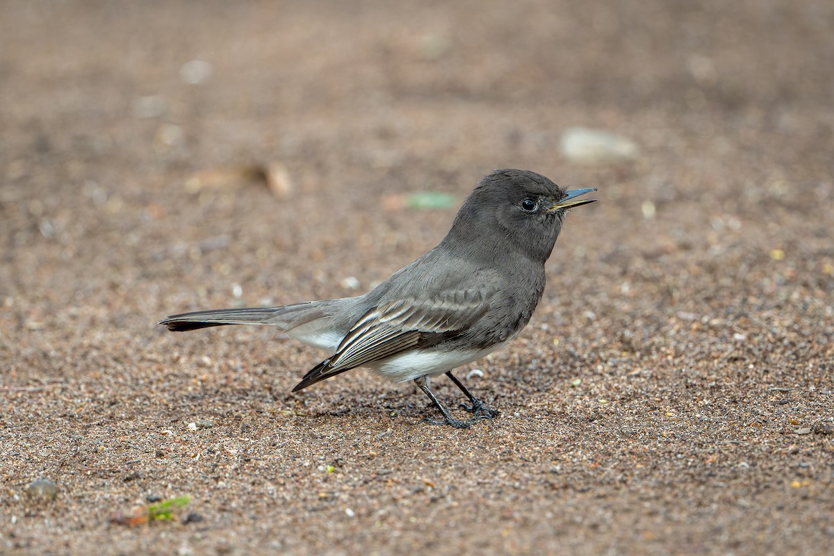 Black Phoebe - ML645633877
