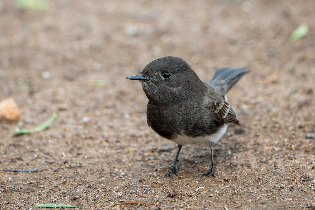 Black Phoebe - ML645633878