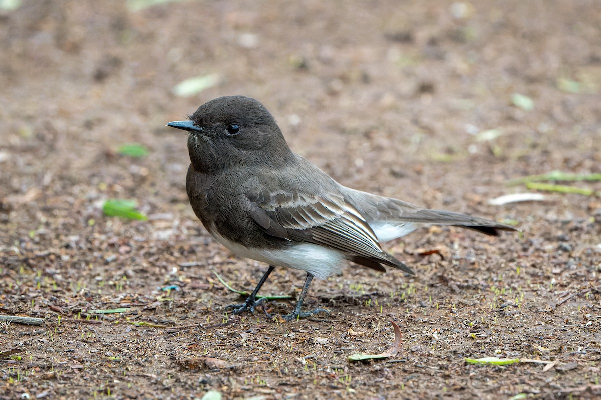 Black Phoebe - ML645633879
