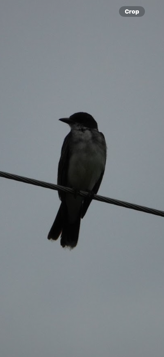 Tyran tritri - ML645633884