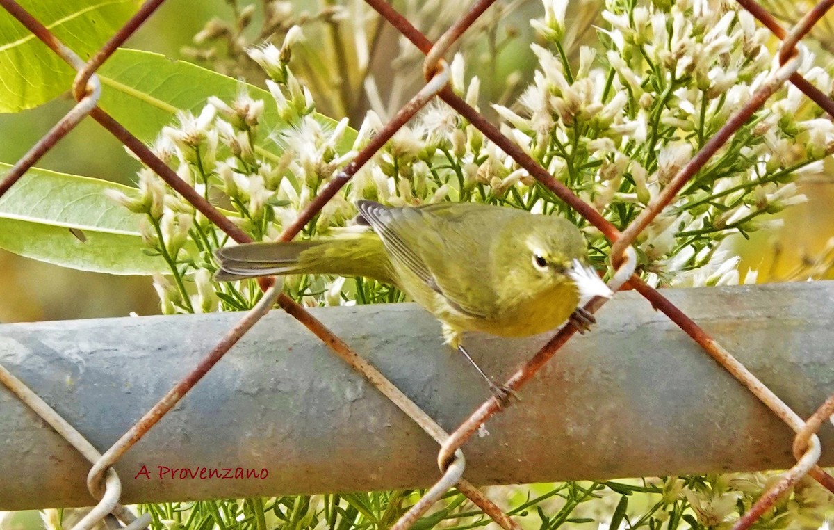 Orange-crowned Warbler - ML645633885