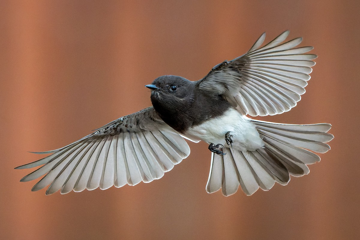 Black Phoebe - ML645633886