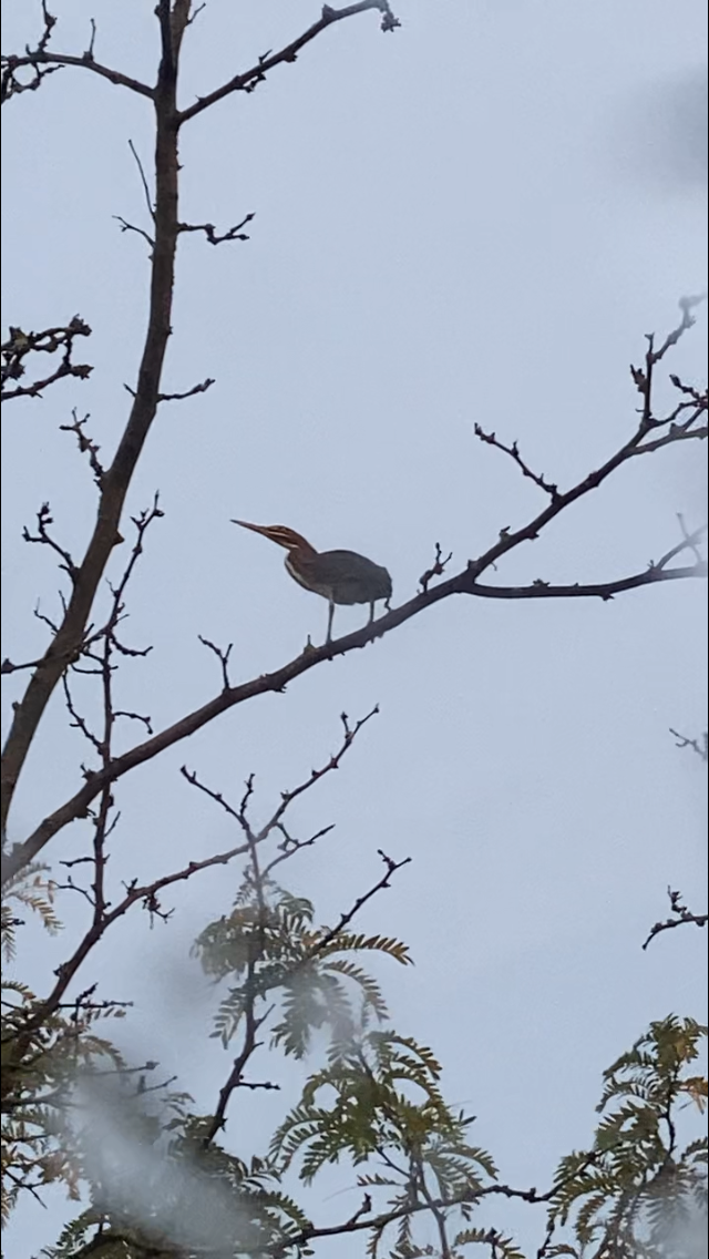 アメリカササゴイ - ML645633887