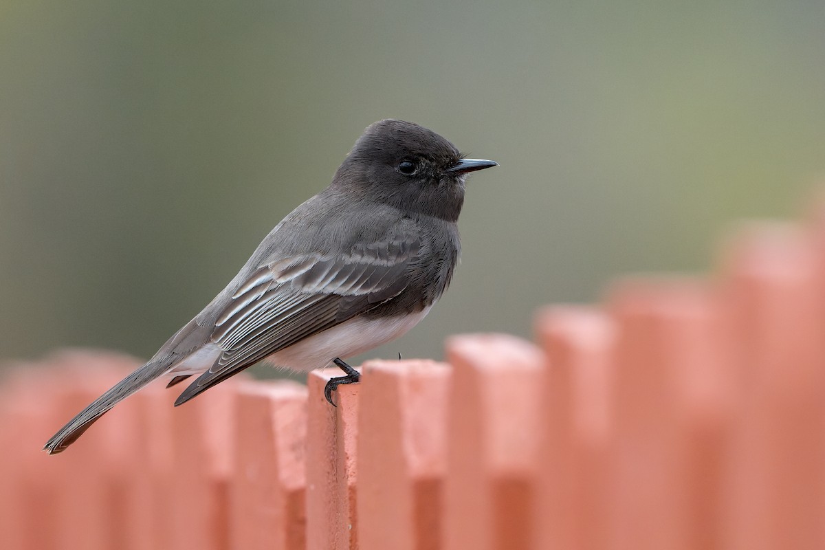 Black Phoebe - ML645633888
