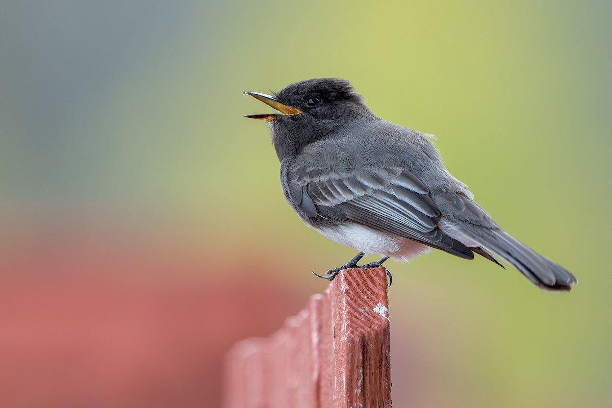 Black Phoebe - ML645633890