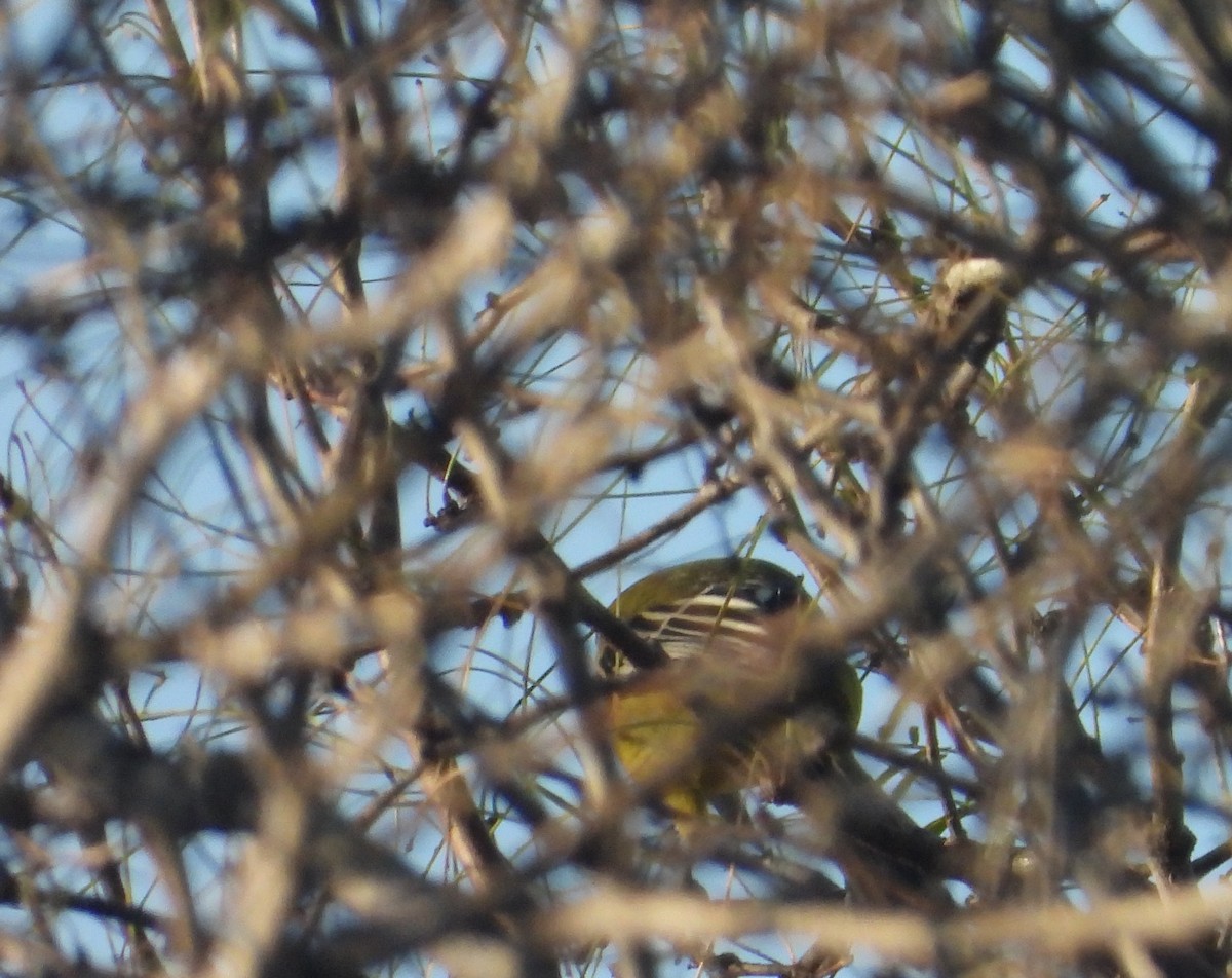 Audubon's Oriole - ML645633894