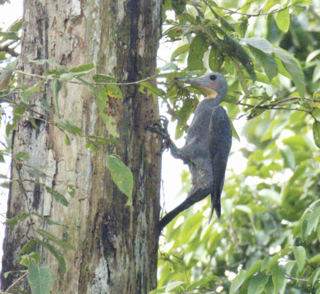 Puderspecht - ML645633898