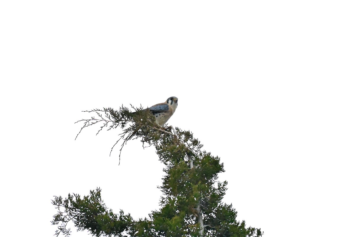 Buntfalke - ML645633900