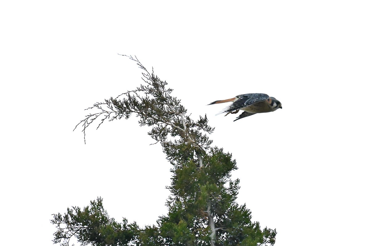 Buntfalke - ML645633901