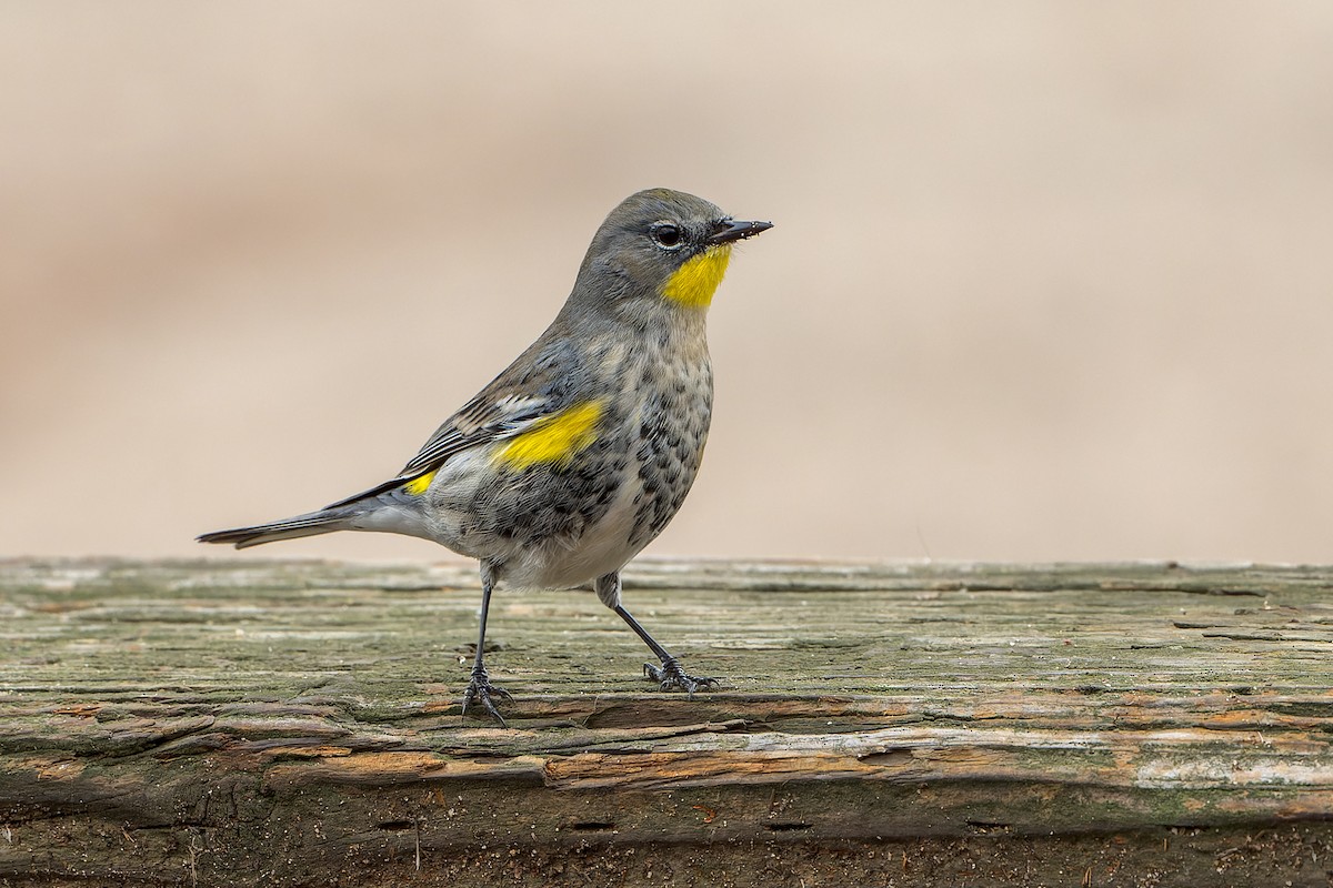 Kronenwaldsänger - ML645633902