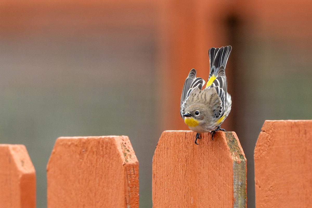 Kronenwaldsänger - ML645633903