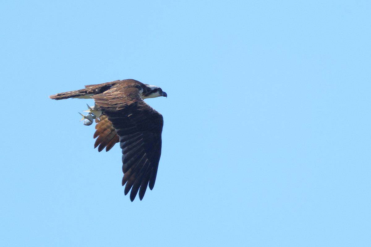 Fischadler - ML645633904