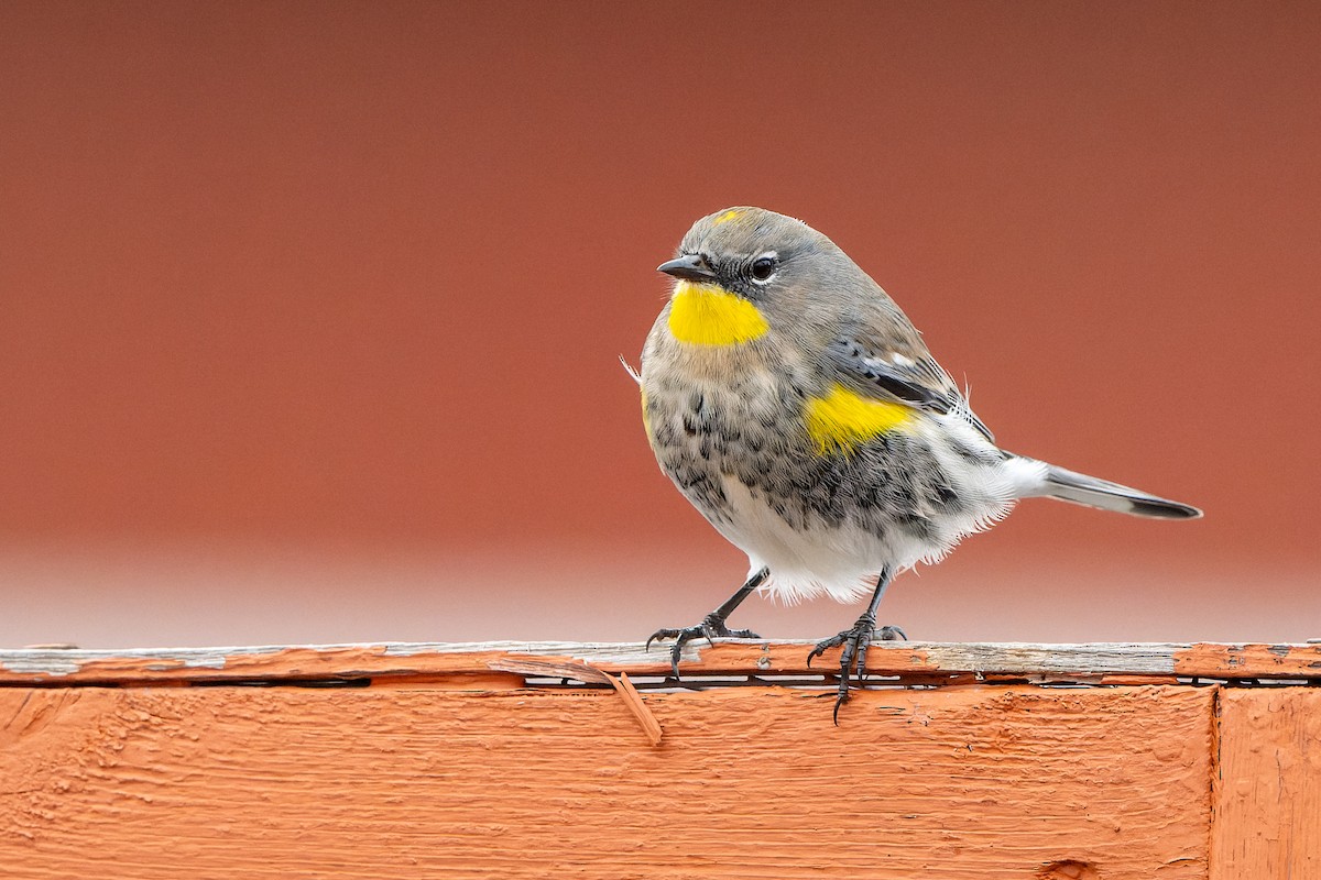 Kronenwaldsänger - ML645633905