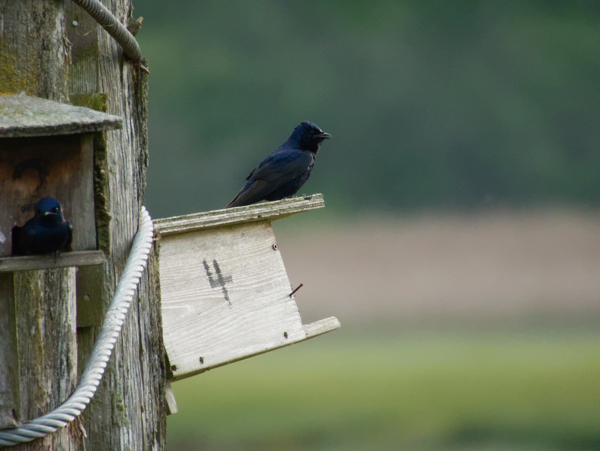 Purpurschwalbe - ML645633906