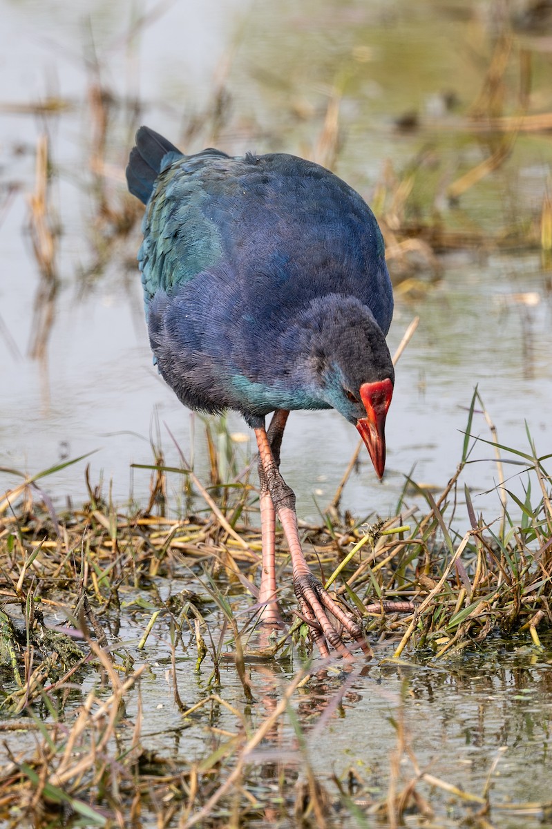 Graukopf-Purpurhuhn - ML645633907