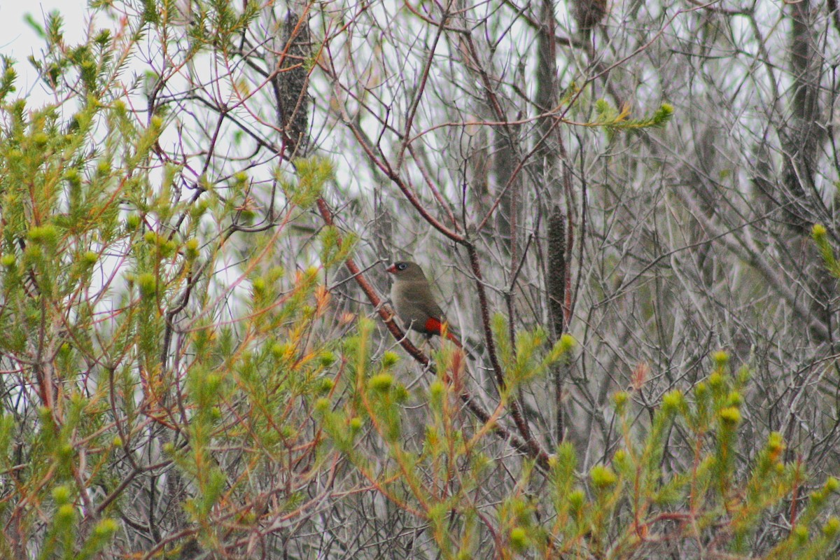 Feuerschwanzamadine - ML645633911