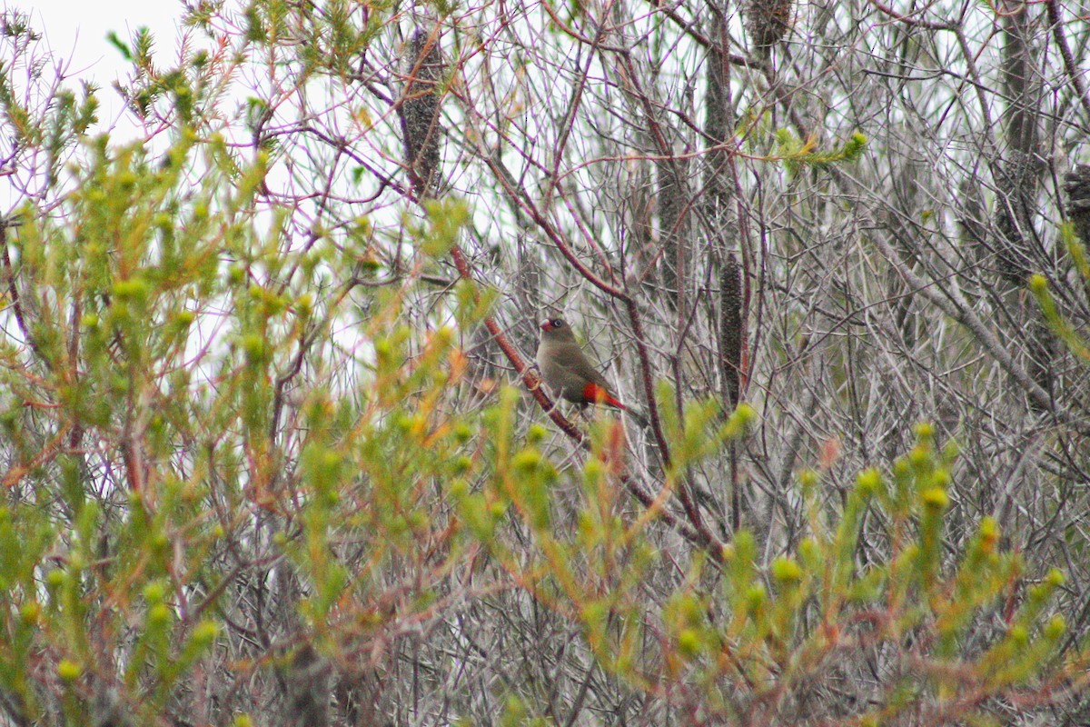 Feuerschwanzamadine - ML645633912