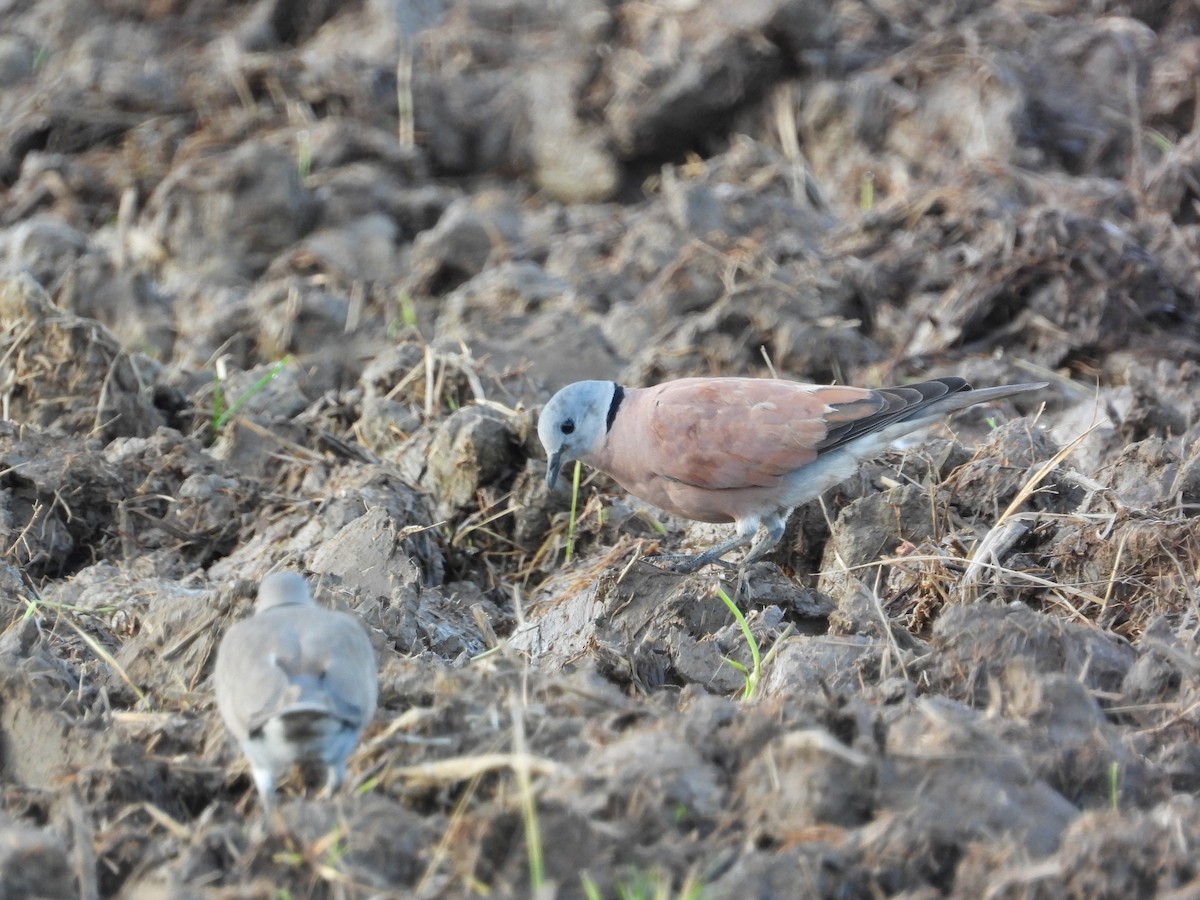 Halsringtaube - ML645633913