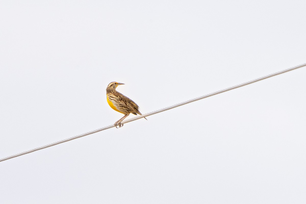 Wiesenstärling - ML645633914