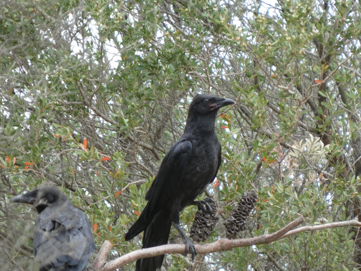 Neuhollandkrähe - ML645633916